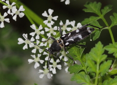Chlorophorus nivipictus