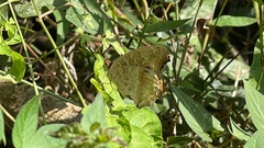 Junonia lemonias aenaria
