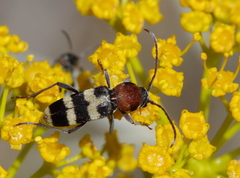 Chlorophorus robustior