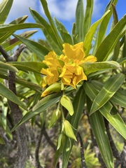 Hibbertia baudouinii