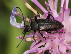Cortodera colchica