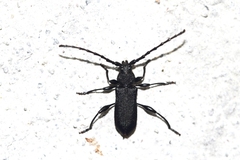 Ropalopus clavipes
