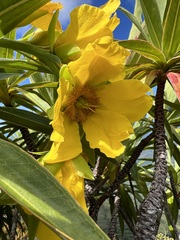 Hibbertia baudouinii