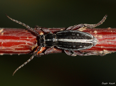 Dorcadion iconiense