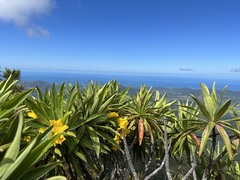 Hibbertia baudouinii