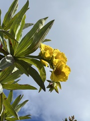 Hibbertia baudouinii