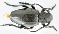 Dorcadion infernale costatidorsum