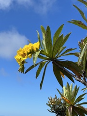 Hibbertia baudouinii