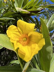 Hibbertia baudouinii