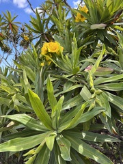 Hibbertia baudouinii