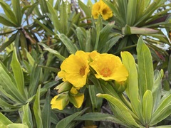 Hibbertia baudouinii