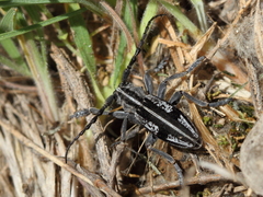 Dorcadion karamanense