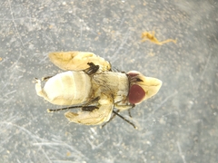 Diptera