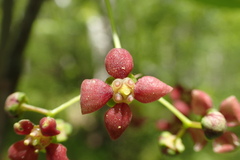 Euonymus sachalinensis