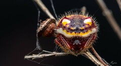 Poecilopachys australasia