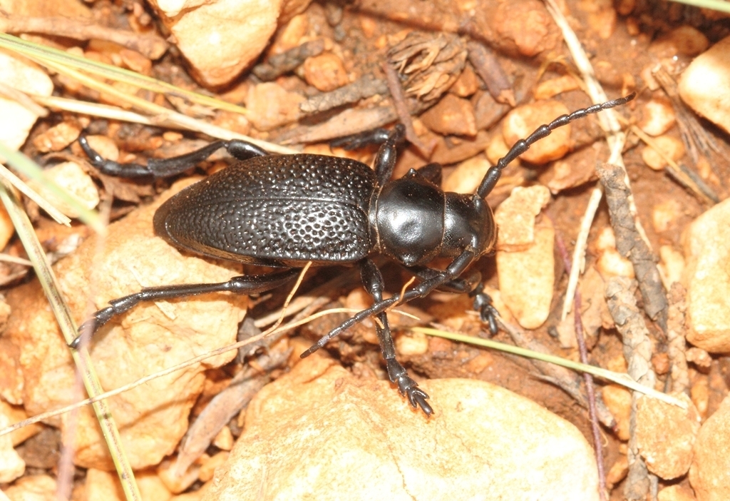 Dorcadion mniszechi