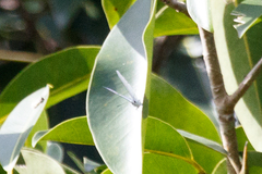 Eirmocides absimilis