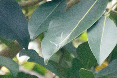 Eirmocides absimilis
