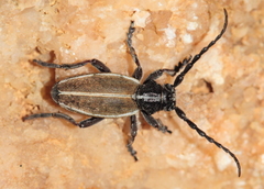 Dorcadion pseudocinctellum