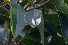 Eirmocides absimilis