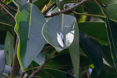 Eirmocides absimilis