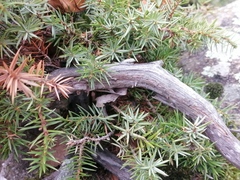 Juniperus communis hemisphaerica