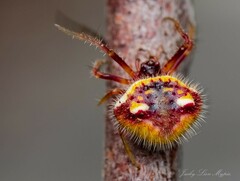 Poecilopachys australasia