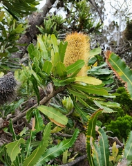 Banksia serrata
