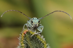 Phytoecia caerulescens