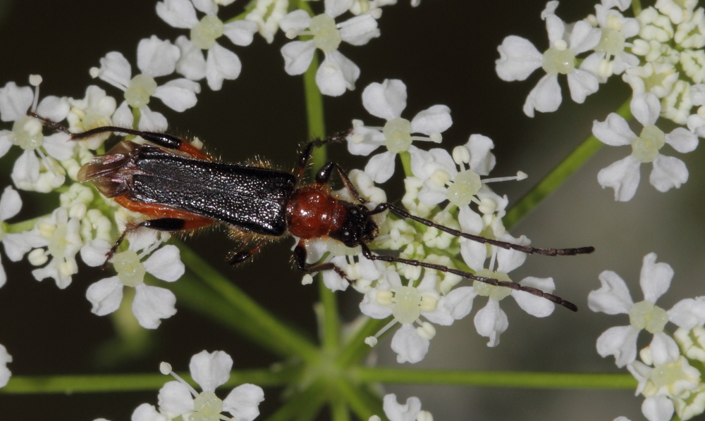 Callimus femoratus