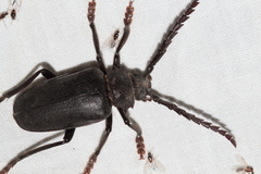 Prionus lefebvrei