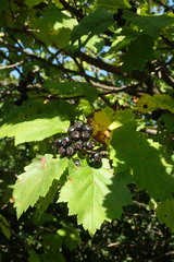 Crataegus chlorosarca
