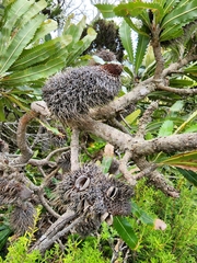 Banksia serrata