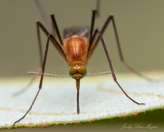 Coquillettidia xanthogaster
