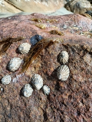 Cellana ornata
