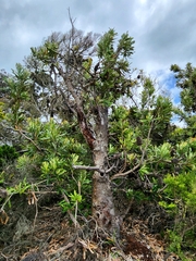 Banksia serrata