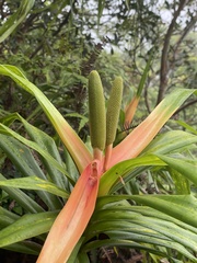 Freycinetia arborea