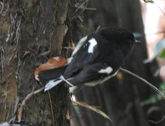 Petroica macrocephala macrocephala