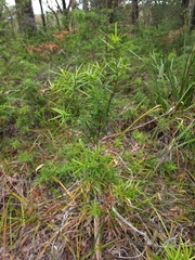 Podocarpus spinulosus