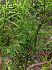 Podocarpus spinulosus