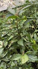 Saurauia tristyla
