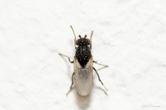 Sphaeroceridae