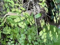 Adiantum tenerum