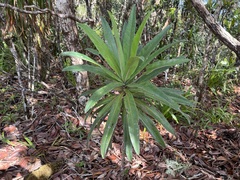Hibbertia baudouinii