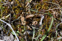 Clavulina vinaceocervina
