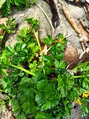 Apium prostratum filiforme