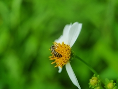 Ceratina fuliginosa