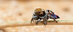 Maratus jactatus