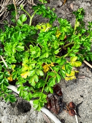 Apium prostratum filiforme