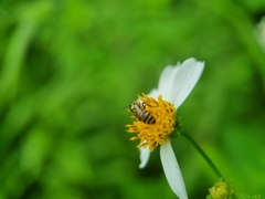 Ceratina fuliginosa